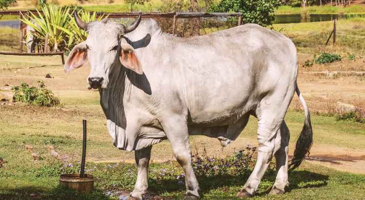 Brahman Bull