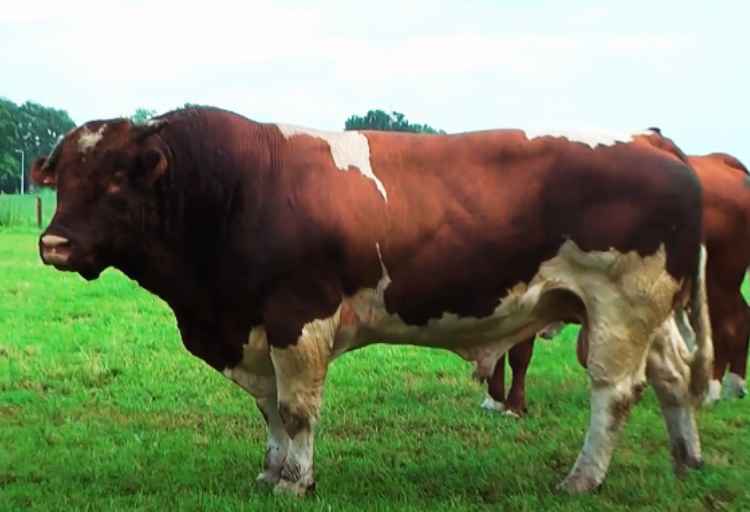 Maine-Anjou Bull