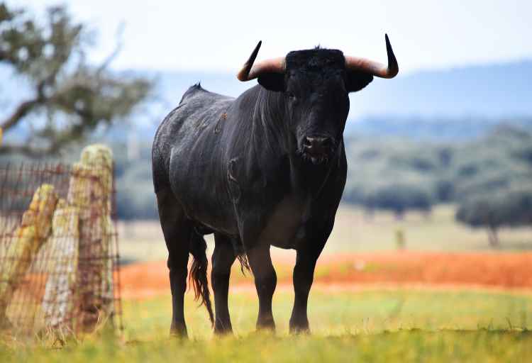 Meet the World's Largest Bulls