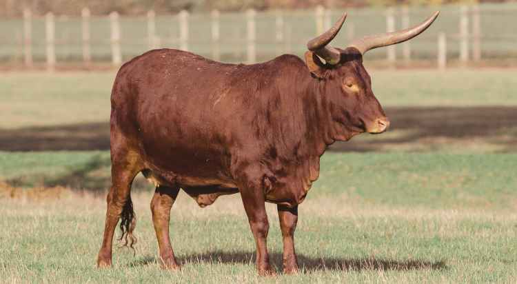 Parthenaise Bull
