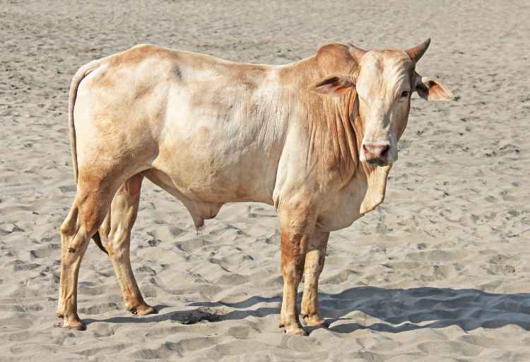 Sibi Bhagnari Bull