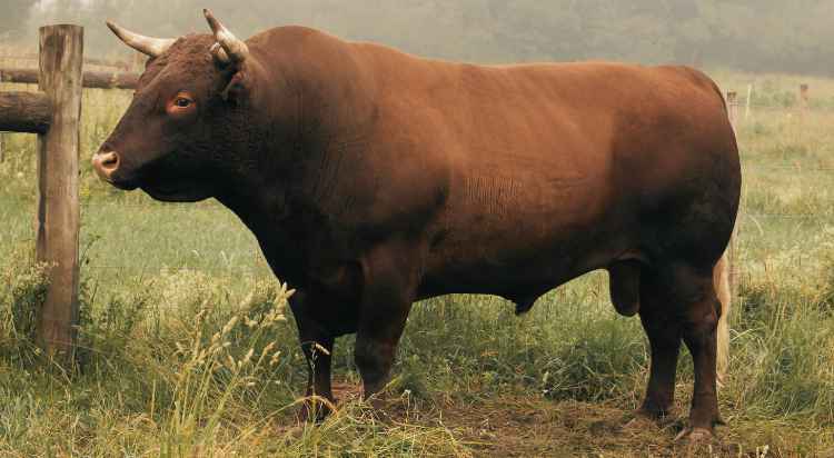 South Devon Bull